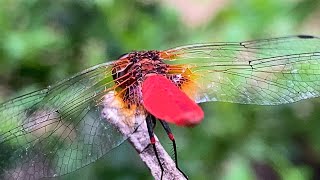What Does a Scarlet Marsh Hawk Dragonfly Look Like From Behind?
