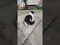 #cat #cute