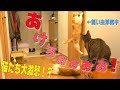 飼い主がトイレで他の猫に浮気してたら猫たちがドアをこじ開けようと突撃して来たwww