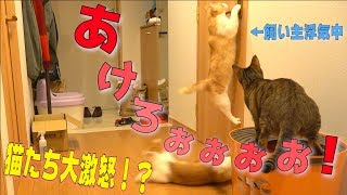 飼い主がトイレで他の猫に浮気してたら猫たちがドアをこじ開けようと突撃して来たwww