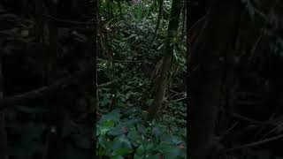 Download Lagu dekorasi alam yang indah di jalan setapak di hutan belantara MP3 Download Lagu dekorasi alam yang indah di jalan setapak di hutan belantara MP3