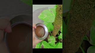 #plants #nutrition #kitchenwaste #waste #gardening #gardeningforbeginners #tips