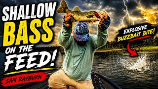 The Shallow Bass Bite Is ON! Summer Giants on Sam Rayburn
