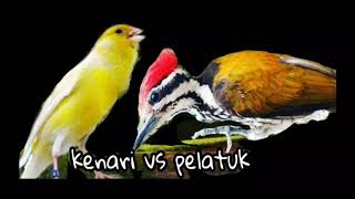Suara burung master KENARI VS PELATUK BAWANG
