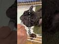 【400万再生】皆様に感謝です!