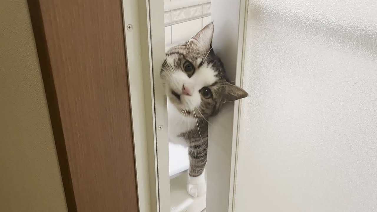 ずっとニャーニャーとお父さんに話しかける猫 - YouTube