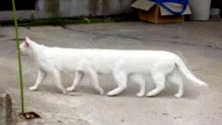 Funny Moments of Cats | Funny Video Compilation  Fails Of The Week