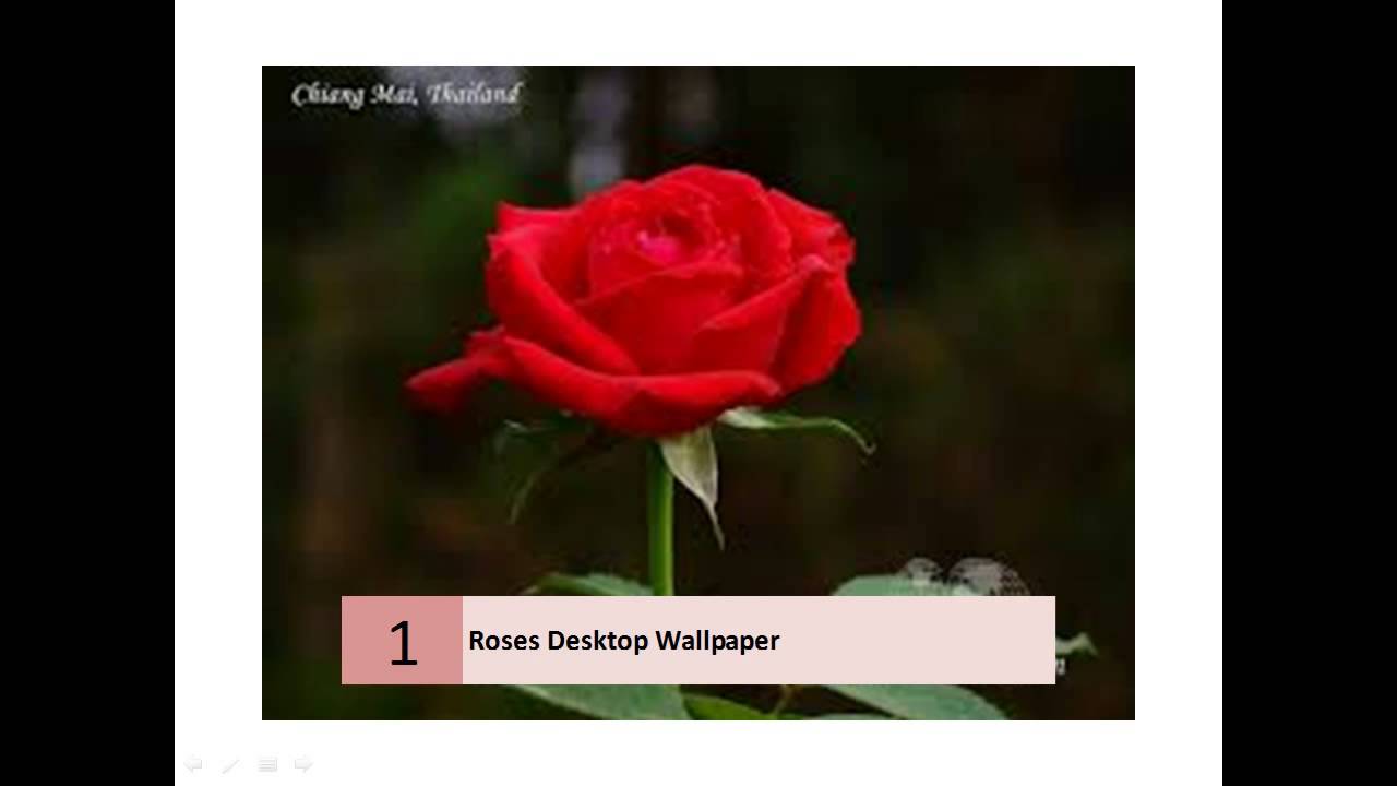 Roses flower, Roses photos, roses wallpaper for your desktop