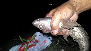 mancing ikan gabus, mancing amatir, vidio amatir