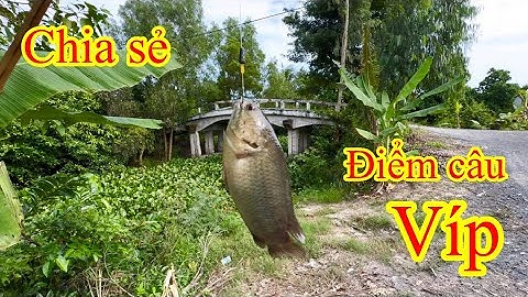 Trở Lại Điểm CÂU VÍP Giựt giãn nách, câu cá rô đồng / Fishing