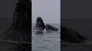 Humpback Whales Feeding!