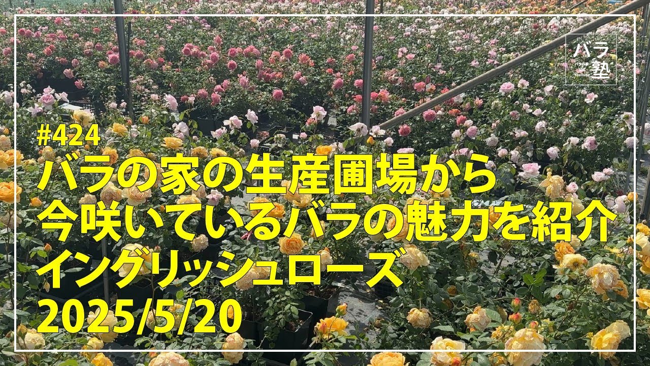 424 Introducing the charm of roses currently blooming in the Rose