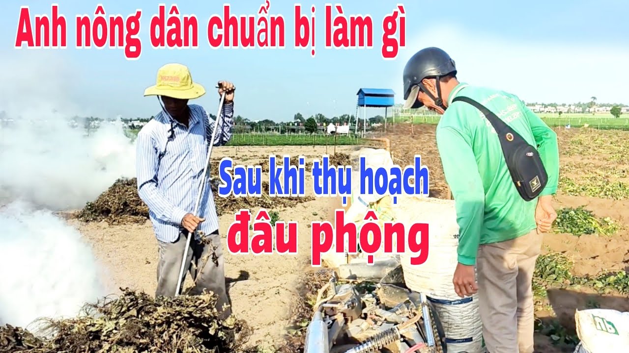 Anh nông dân chuẩn bị làm gì sau khi thu hoạch đậu phộng