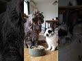 Cat and rabbit 🐇 cartoons | mini ai world 🌍| cat cartoon | rabbit cartoon | animals cartoon