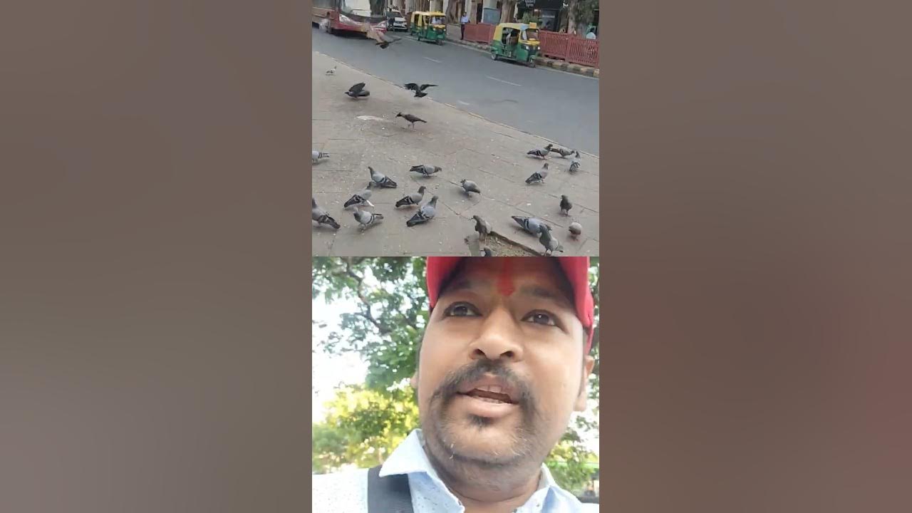 paneer feed to Eagle at cannaught place naturelover YouTube