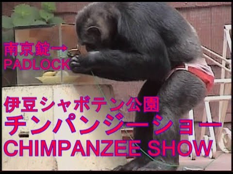 記念メダル　伊豆シャボテン公園　チンパンジー 記念メダル 伊豆シャボテン公園 チンパンジー - メルカリ