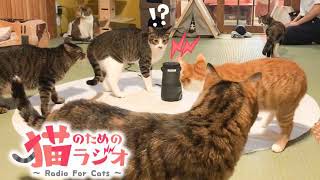 猫が好き 猫が好き カード検索 ｜ Z/X - Zillions of enemy X - ゼクス公式サイト