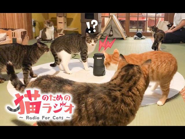 猫が好きな曲】「Capricious」by 響介 - YouTube