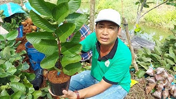 Kỹ thuật mới trồng cây ổi Ruby nhanh cho trái đạt Kinh tế cao" Theo con đường vi dinh hữu cơ