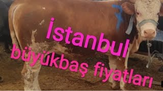 İstanbul Kurbanlık Dana , Kurban Fiyatları 2022 İstanbul , Kurbanlık 2022 , Simental Kurban Fiyatı