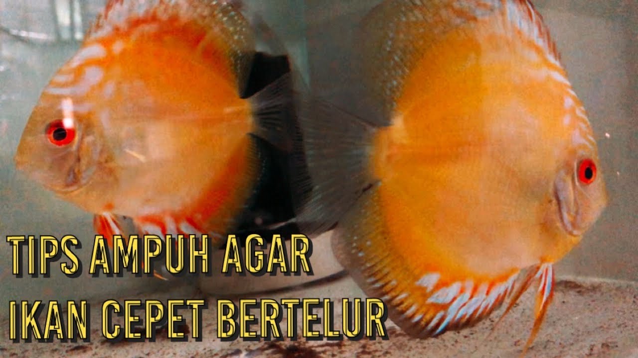Tips Ampuh Agar Ikan Discus Tidak Berhenti Bertelur