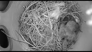 Ostdrossel wren nest cam live