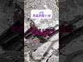 ギネスにも載った10m越えの日本の歴代積雪ランキング   TOP5