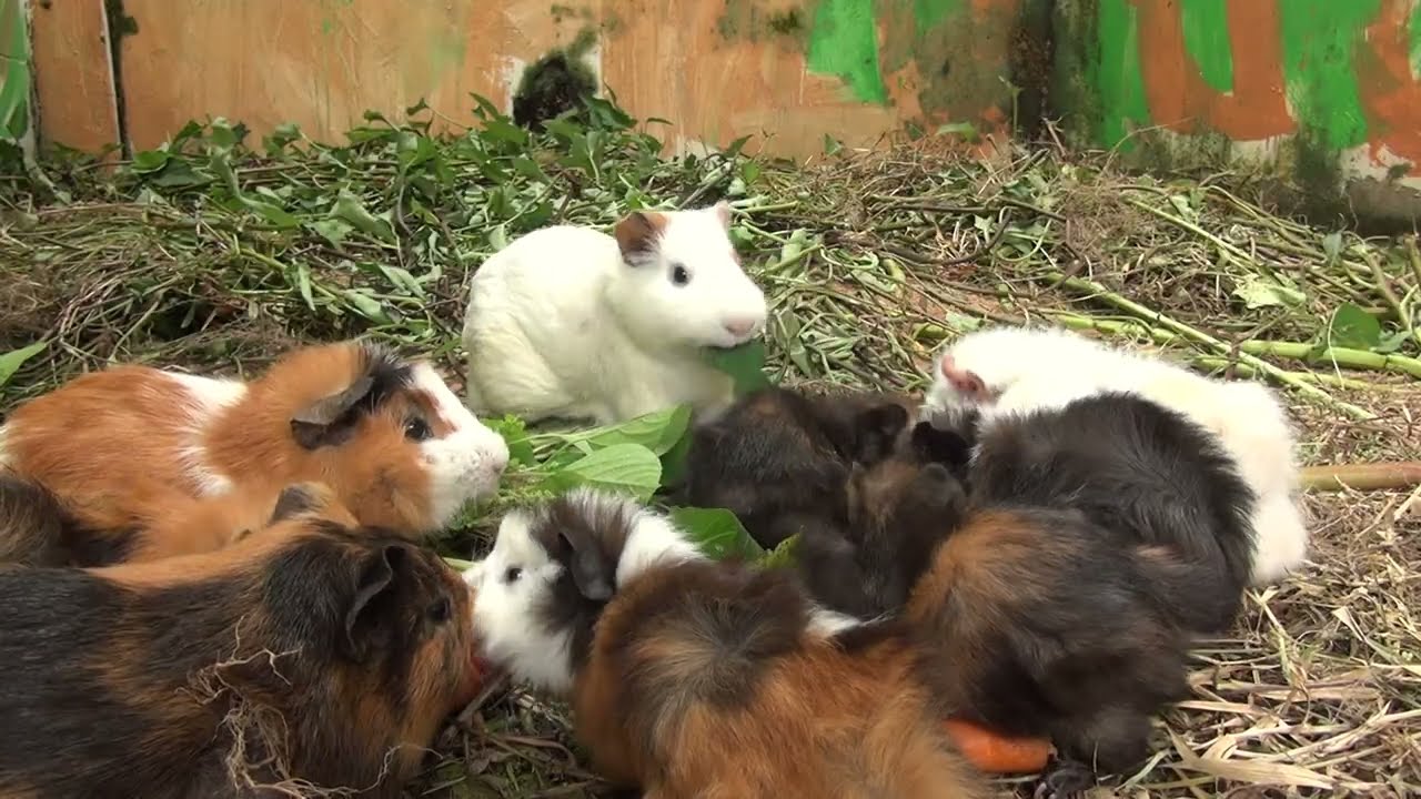 Guinea Pig Cam February 27 2026