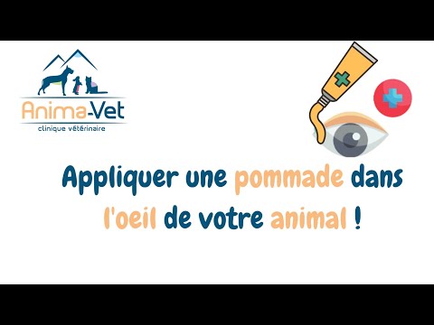 Appliquer une pommade dans l&#039;oeil de mon animal Traitements vétérinaires AnimaVet