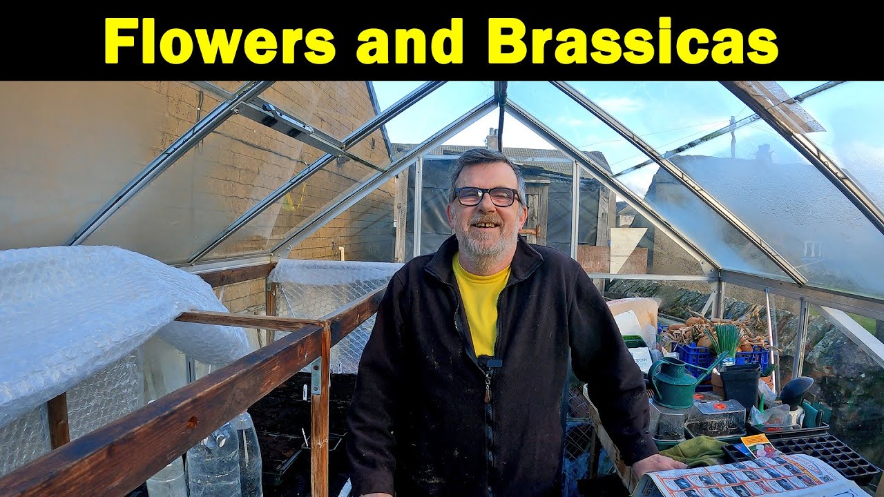 Cosmos | Sweet pea update | Brassicas | Green Side Up