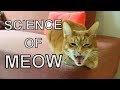 Alvi cat : cat language - 7 different meanings of 'meow'