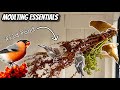 Moulting Essentials for Canaries & Finches | Wild Food, Vitamins etc...