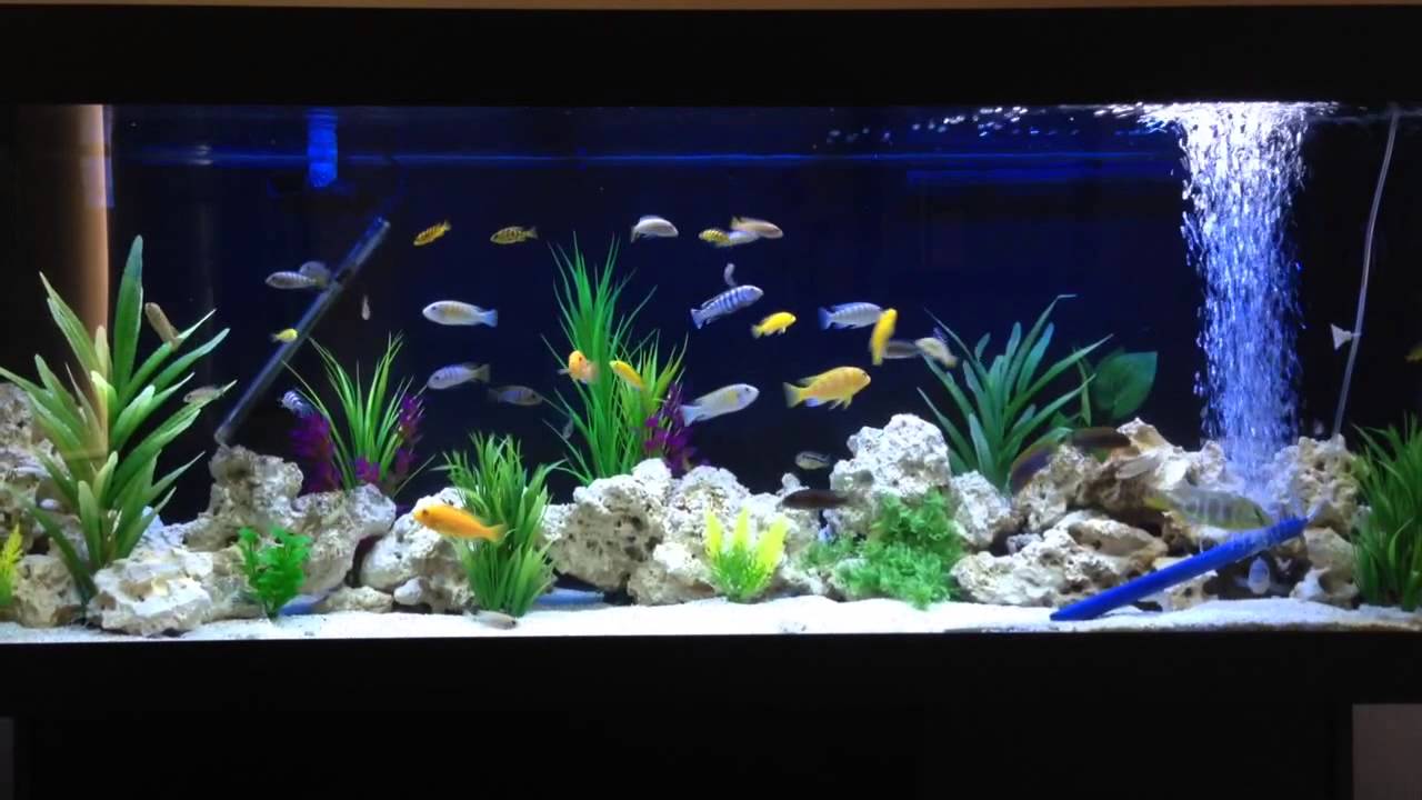 450L African Cichlid Aquarium YouTube