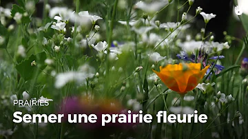 Quelles fleurs pour prairie fleurie ?