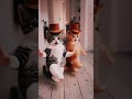 Dancing cat the master of chef  dog🤣 /crazy doggy Rider 😂 #funny #short #shortvideo #usa