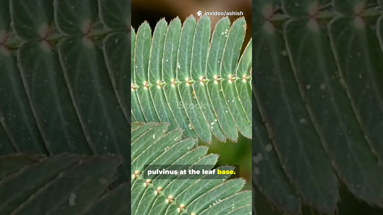 Почему? Прикоснитесь к этому растению, и оно рухнет!