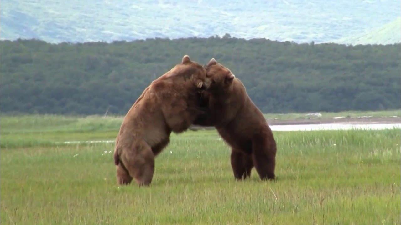 Видео медведи против. Медведи дерутся. Битва медведей. Медведь Гризли драка.