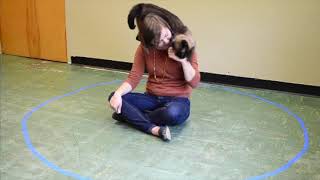 Funny Moments in Cat Behavior Research by maueyes 836 views 6 years ago 2 minutes, 12 seconds