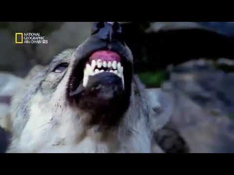 شاهد قتال الذئاب 