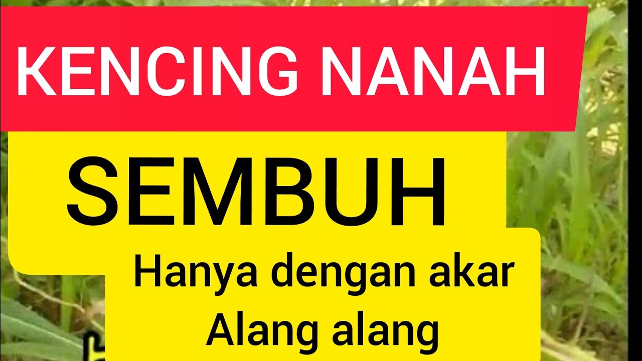 Kencing nanah sembuh//khasiat akar alang alang 