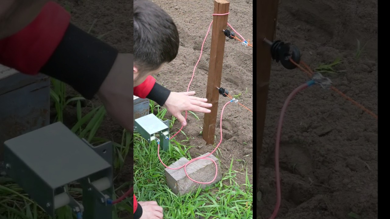 ⚡️ЭлектроПастух #природа #домашниеживотные #дача #shorts