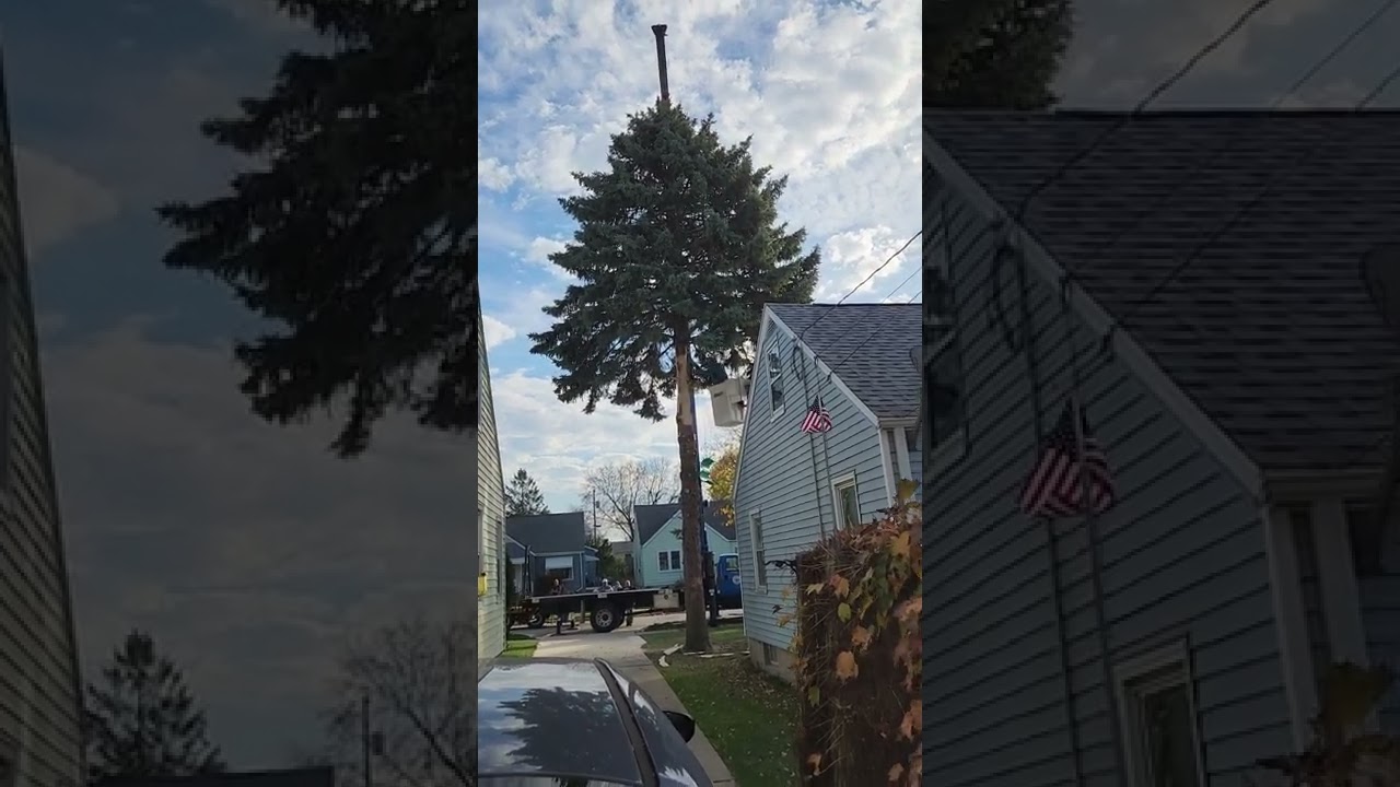 My Neighbors Tree to be Kenosha Wisconsin City Christmas tree this year