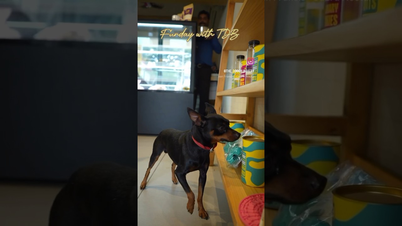 Visit Our Dog Bakery for Pawsome Treats! 🐾🎂 