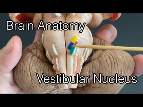 Anatomy of brain: vestibular nucleus (English)