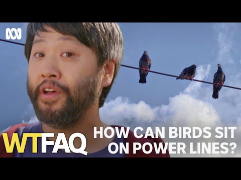 Why don't birds