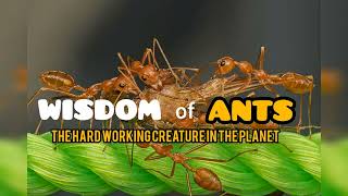 WISDOM of ANTS - Best Motivational Video /Inspirational Word of GOD