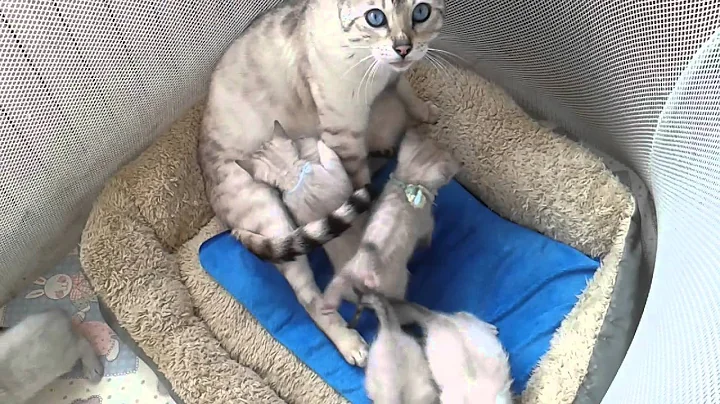 Video 666241: chaton bengal snow, snow leopard