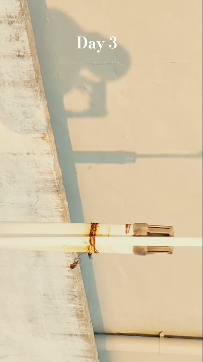 ✨❤️ #music #remix #song #love #lifeisbutadream #alanwalker #beautiful #unfrezzmyaccount  #nature