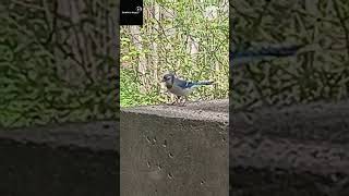 Blue Bird of Canada #shorts #shortvideo #canada #torontobluejays #birds #bluejays #nature #wildlife