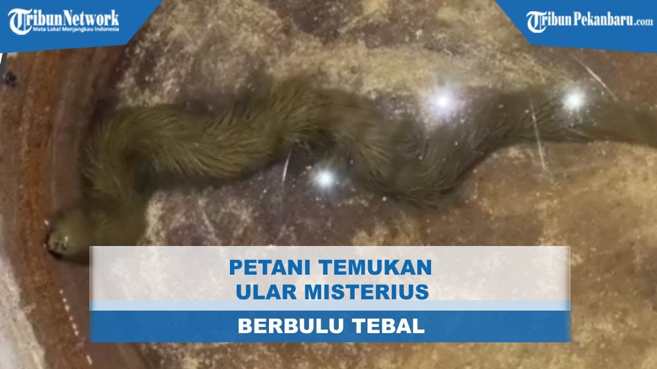 NGERI! Ditemukan Ular Misterius Berbulu Tebal dan Memiliki Bisa Mematikan, Pertanda Apa?